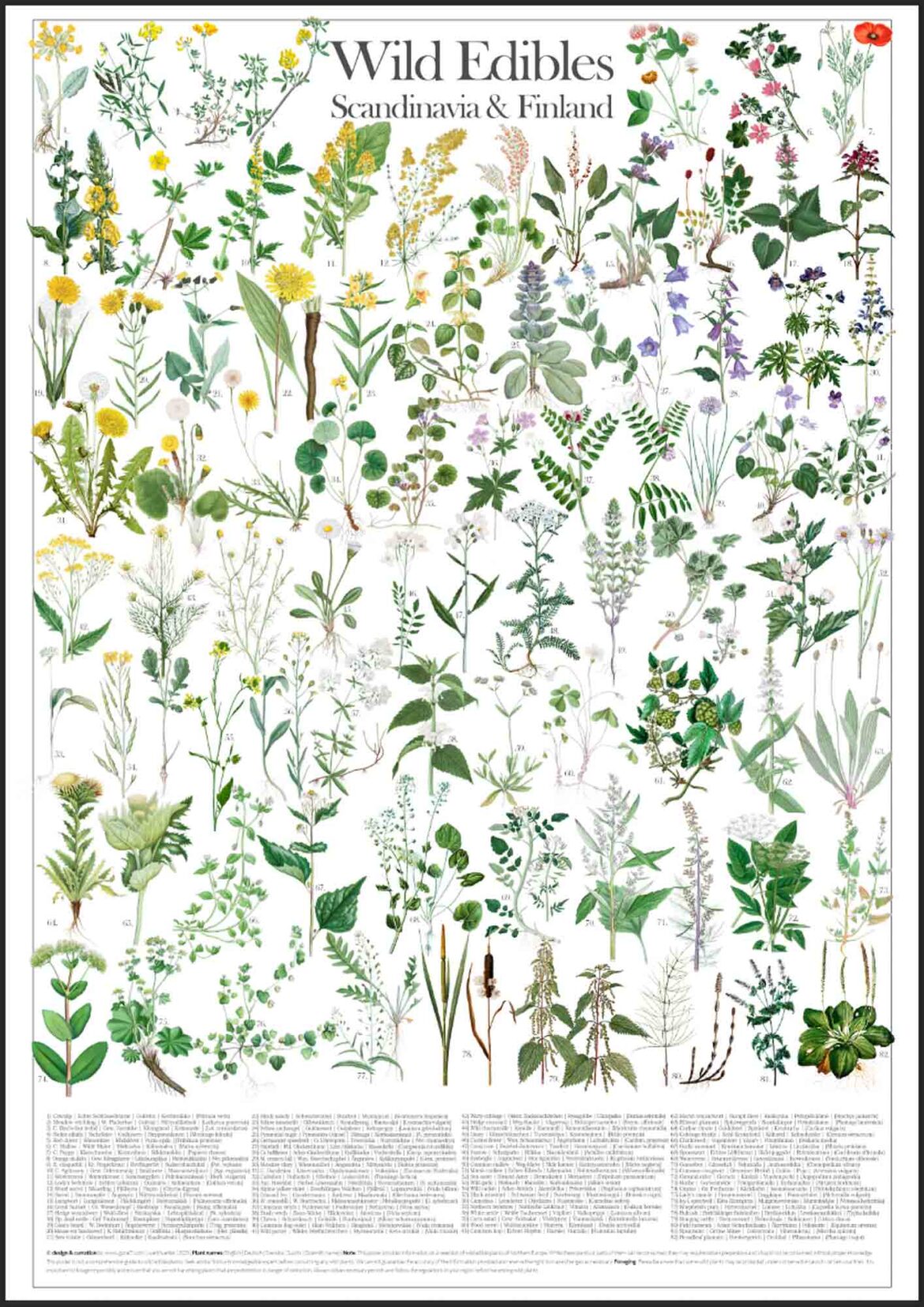 Wild Edible Plant Poster of Northern Europe