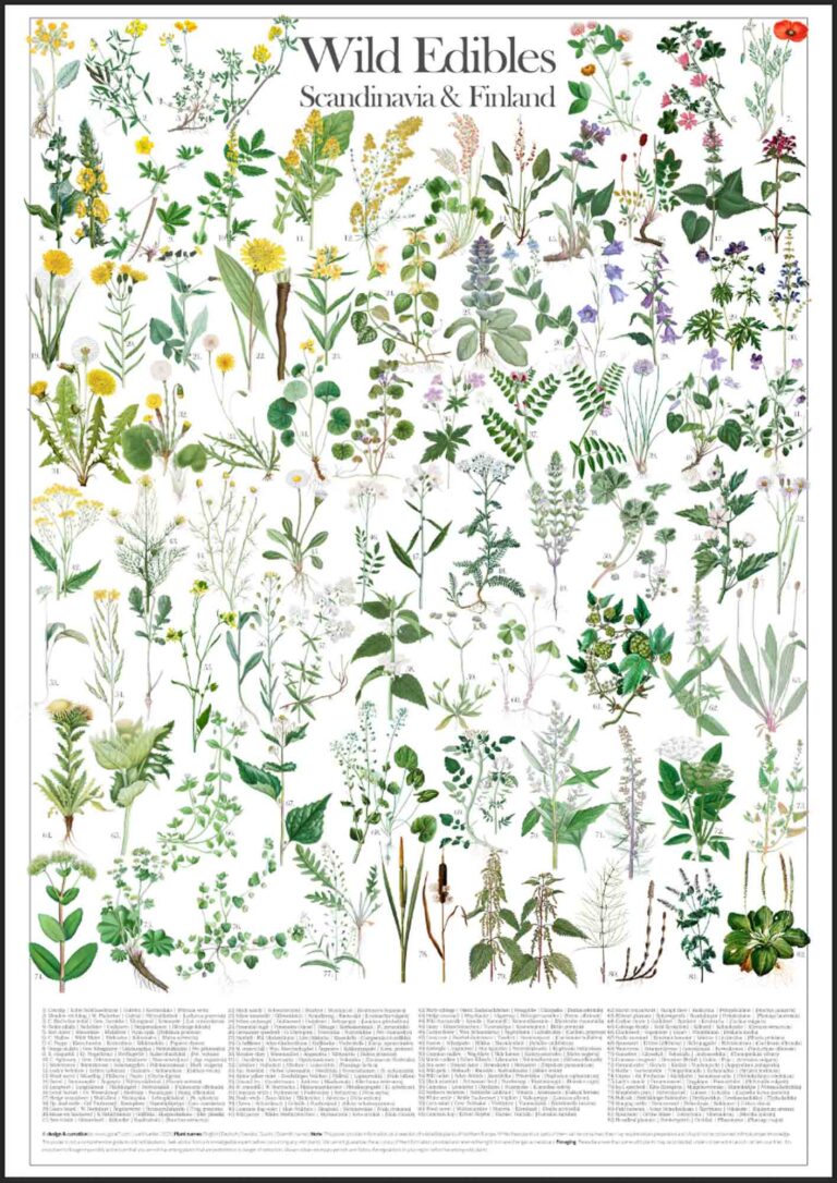 Wild Edible Plant Poster of Northern Europe