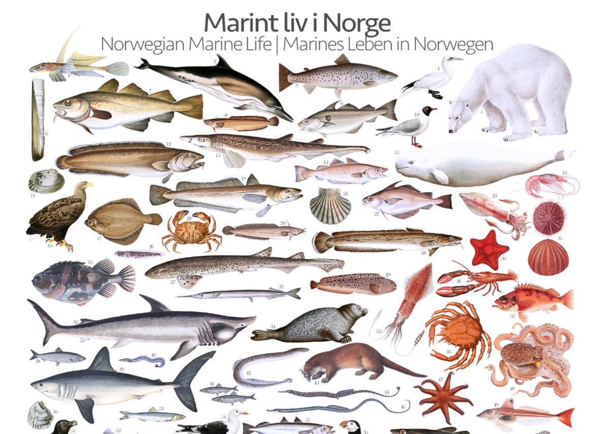 Marines Leben in Norwegen | Marine Life in Norway