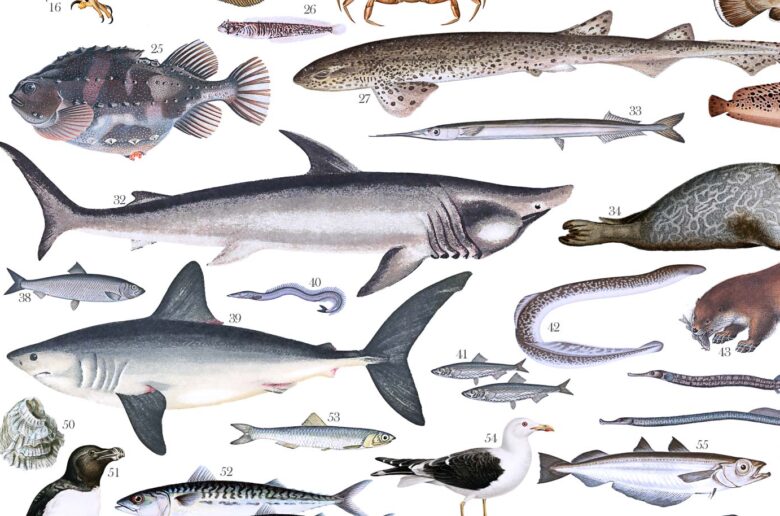 Marine Life in Norway | Poster detail