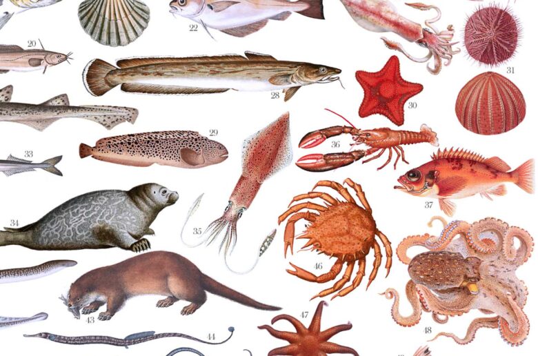 Marine Life in Norway | Poster detail