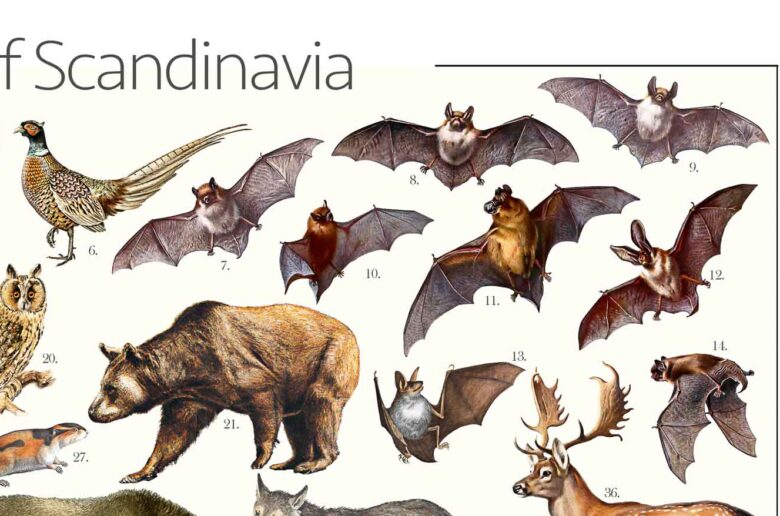Scandinavian Wildlife - Poster detail