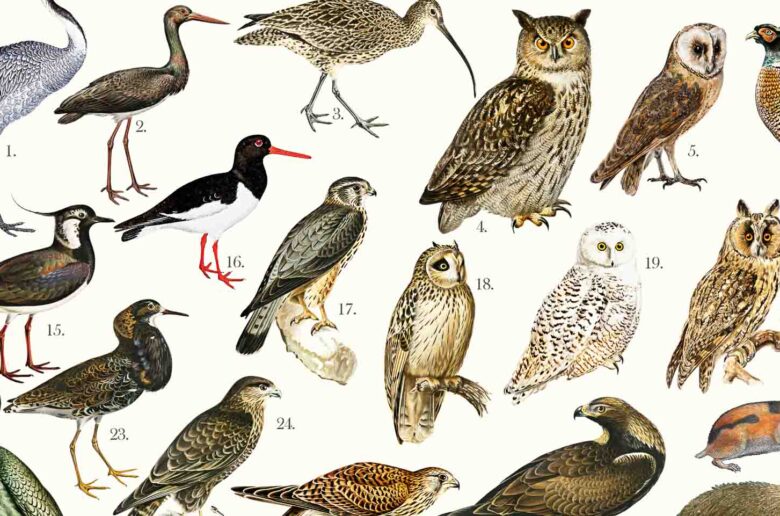 Scandinavian Wildlife - Poster detail