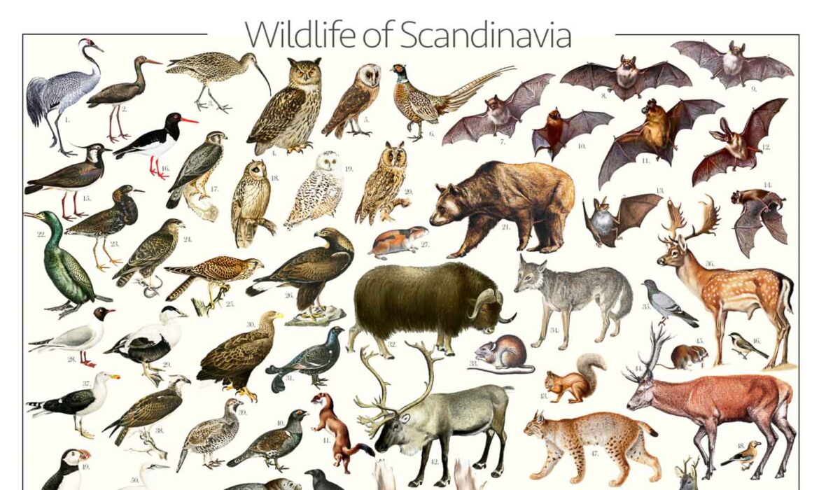 Scandinavian_animals_poster_details-9 Featured Image - Scandinavian Wildlife Poster