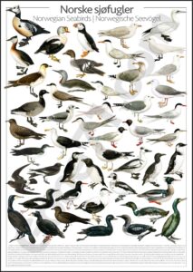 Norwegian sea birds - poster