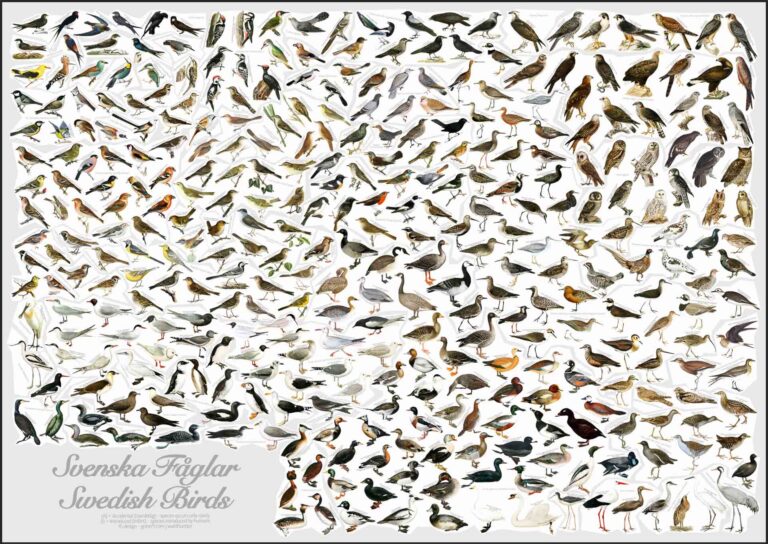 All the Swedish birds - Poster
