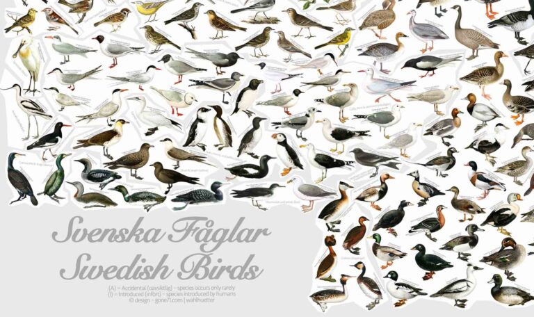 Birds of Sweden poster | Svenska Fåglar Poster - Text detail