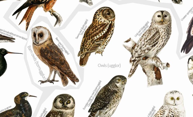 Birds of Sweden poster | Svenska Fåglar Poster - Owls