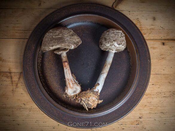 Shaggy Parasol mushroom, Chlorophyllum olivieri - an edible mushroom