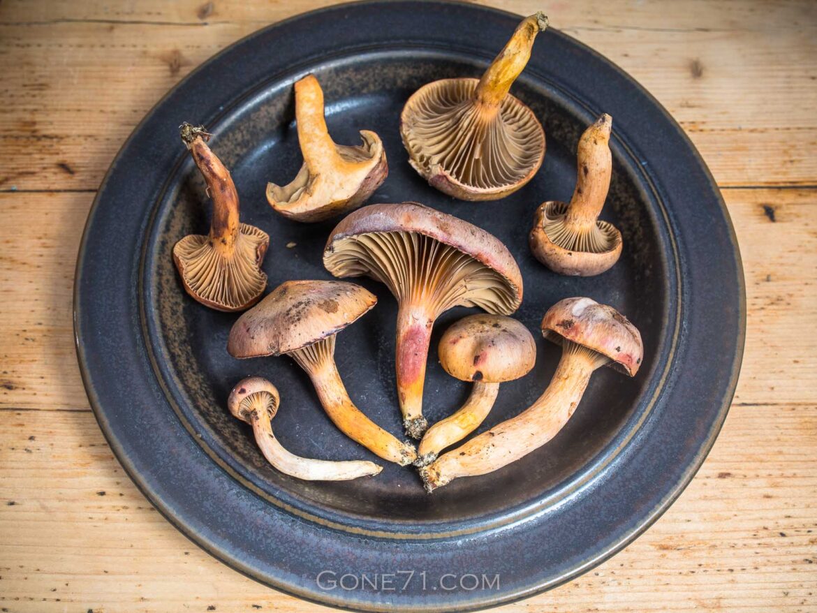 Kupferroter Gelbfuß