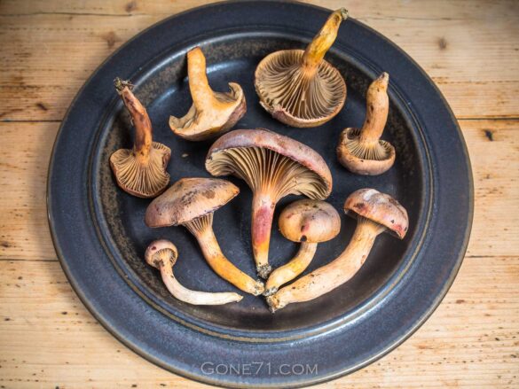 Kupferroter Gelbfuß