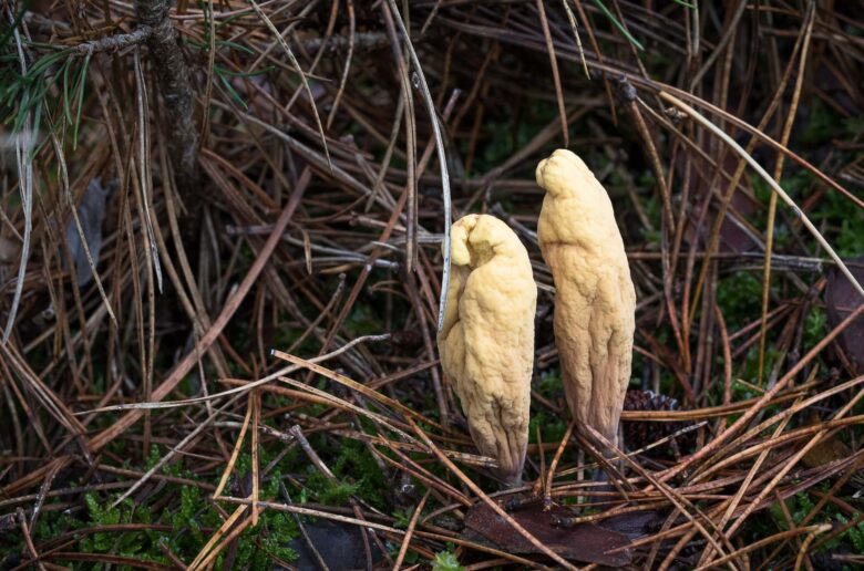 Old specimen of Giant club fungi