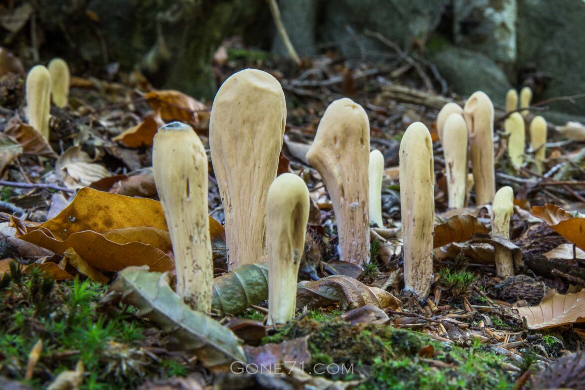 Clavariadelphus pistillaris - the Giant club