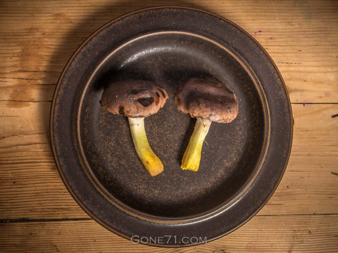 Spike cap - Gomphidius glutinosus (dt. Kuhmaul, Großer Gelbfuß)