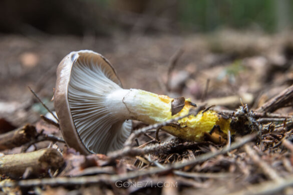 Spike cap with yellow base of the stipe