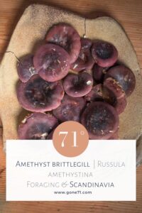 Russula Amethystina - Mockup