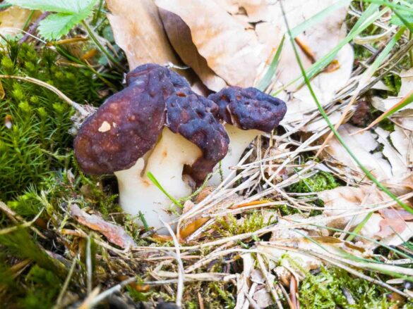 Gyromitra esculenta - false morel, fruiting body