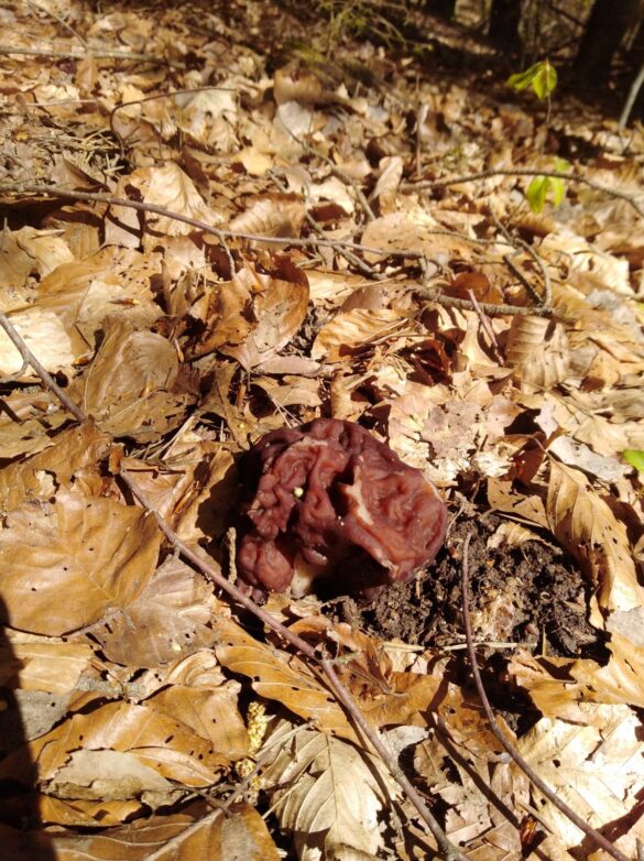 Gyromitra esculenta - false morel