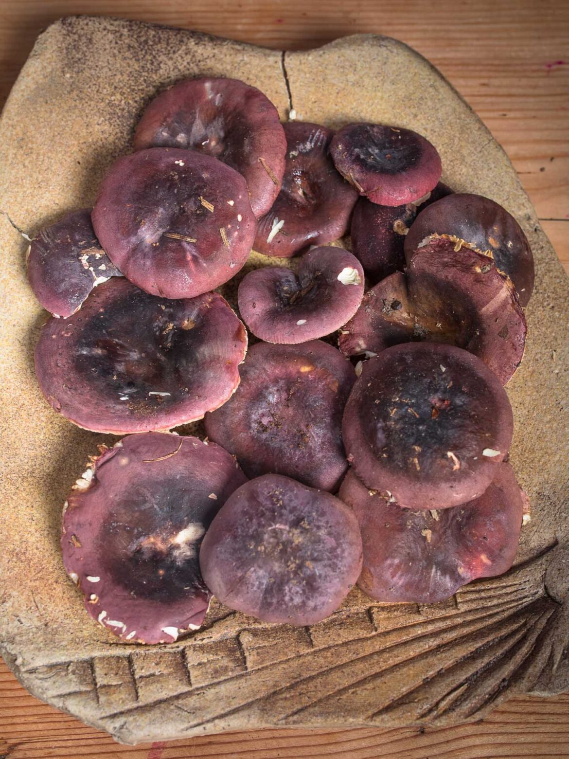 Amethyst brittlegill