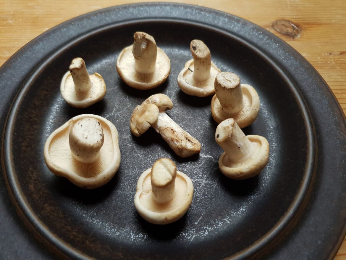 Calocybe gambosa, St. George's mushroom