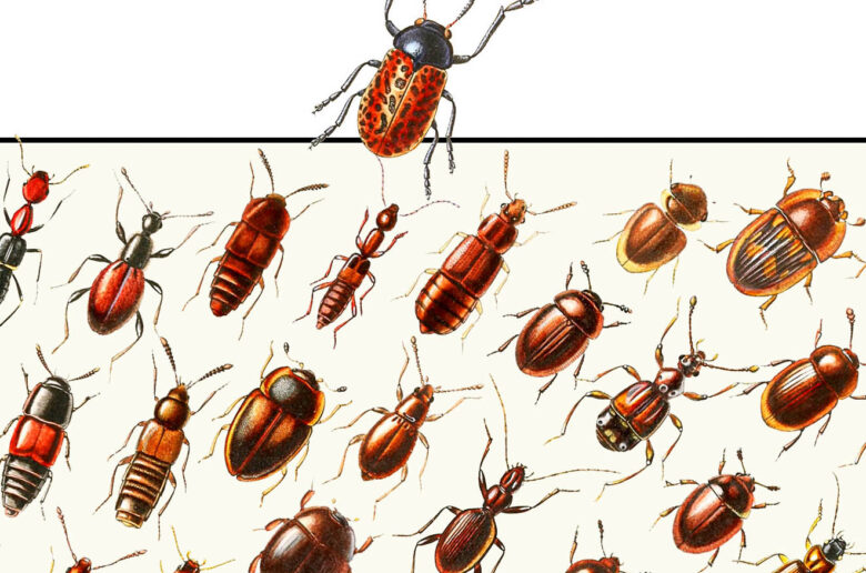 European beetles | Coleoptera | poster