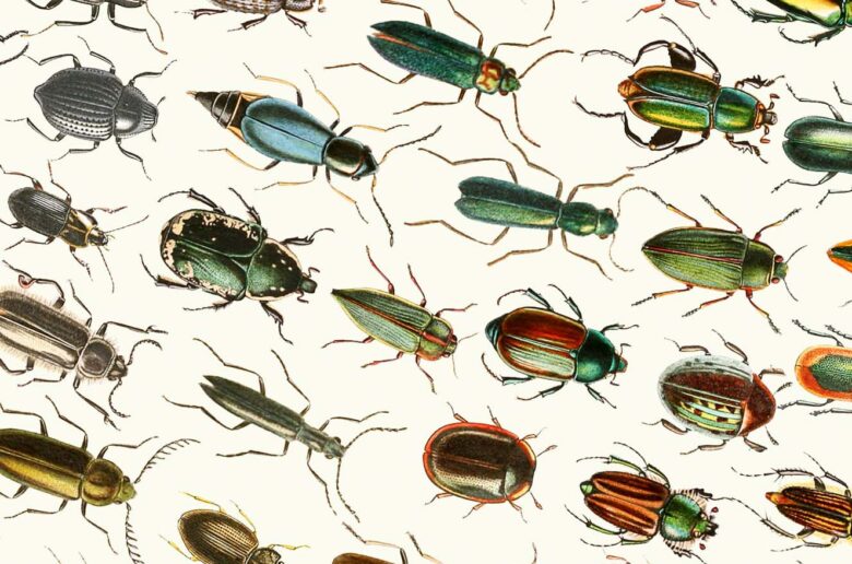 European beetles | Coleoptera | poster