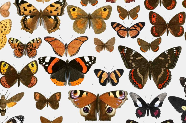 Butterfly poster | lepidoptera poster