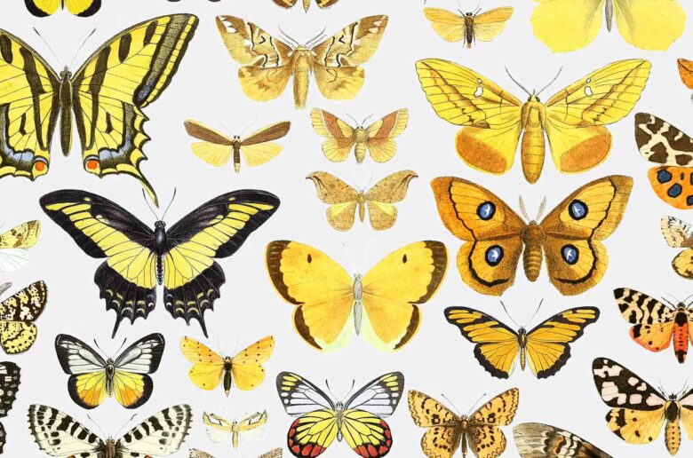 Butterfly poster | lepidoptera poster