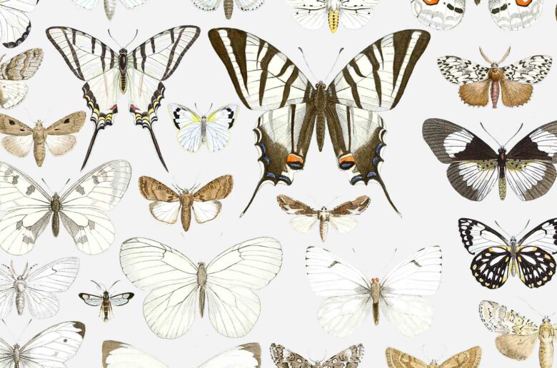 Butterfly poster | lepidoptera poster