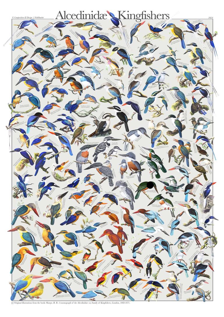 Kingfisher poster - Alcedinidae