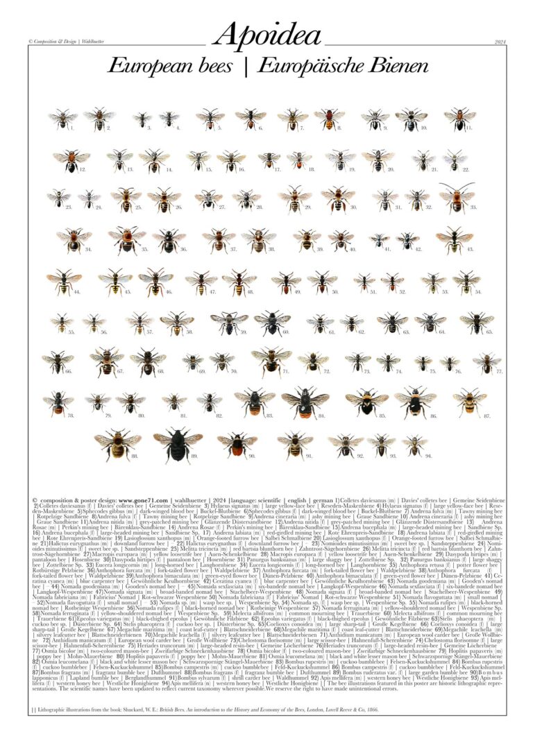 Apoidea | European bees | Europäische Bienen (Poster)