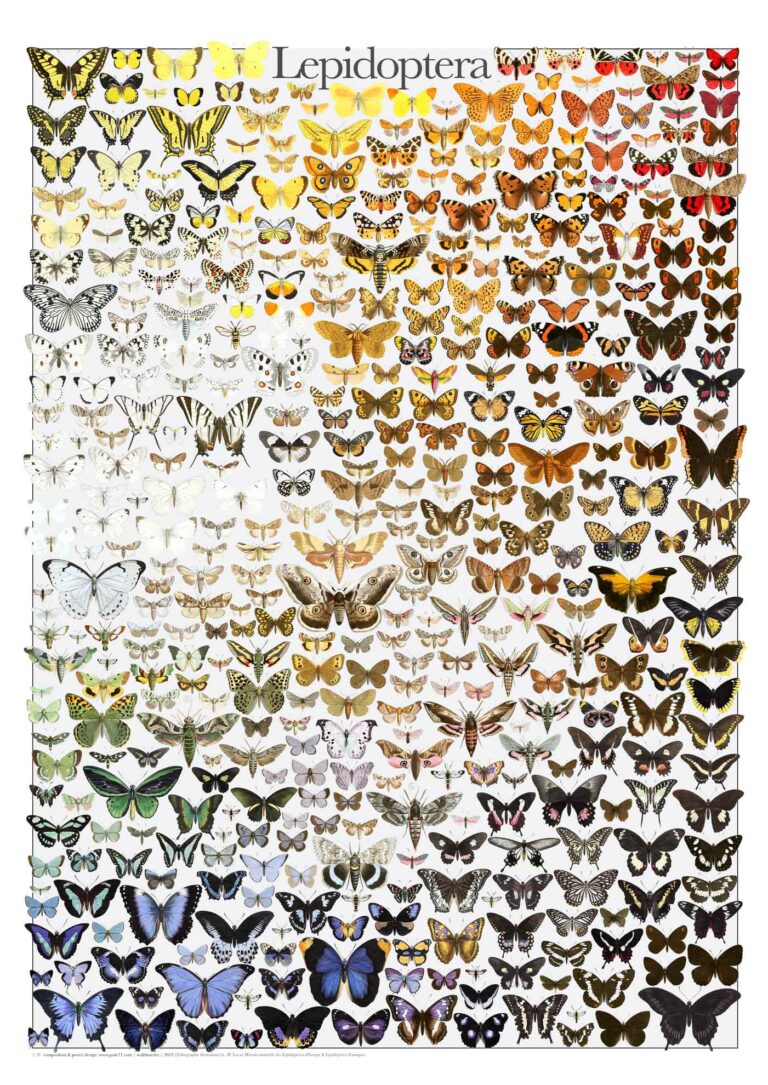 Butterfly spectrum – Lepidoptera poster