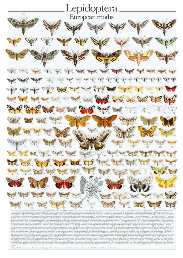 European moths poster | Lepidoptera Poster | Nachtfalter Poster | Poster details