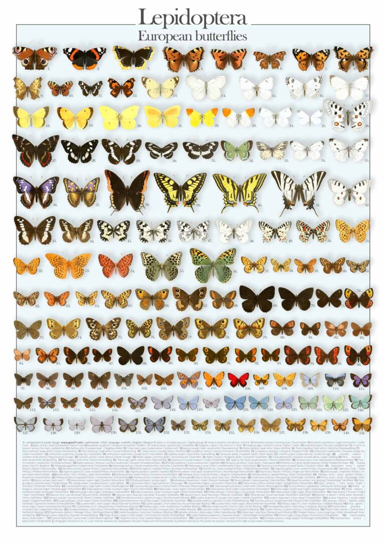 European butterflies | Lepidoptera | Europäische Schmwetterlinge – Poster