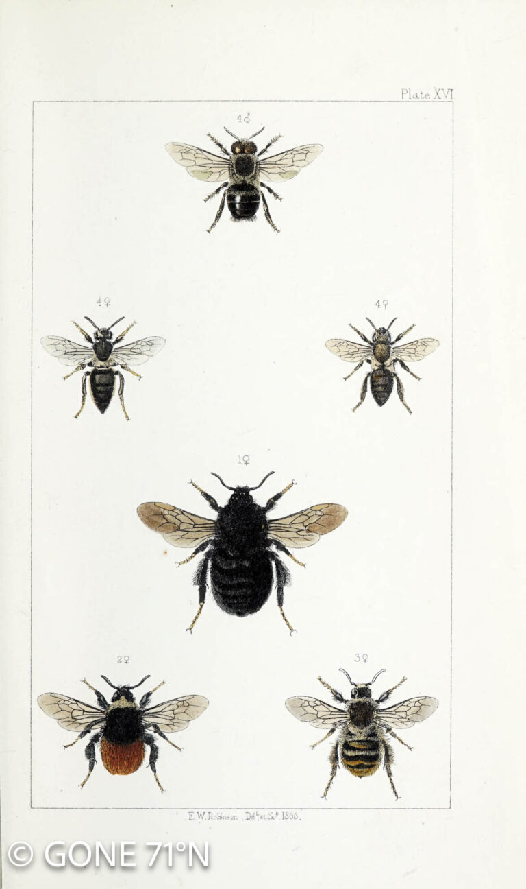 Lithographic bee illustration