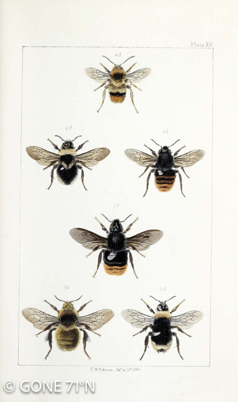 Lithographic bee illustration
