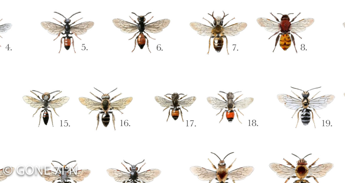 Apoidea poster | European bees | Europäische Bienen - Gone71° N