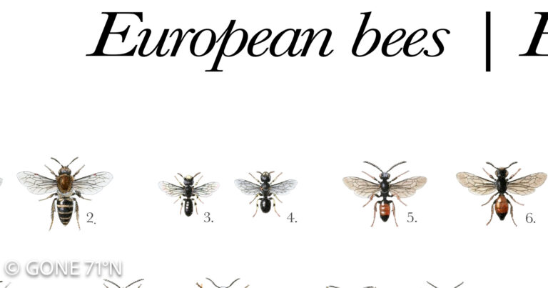 Apoidea poster | European bees | Europäische Bienen