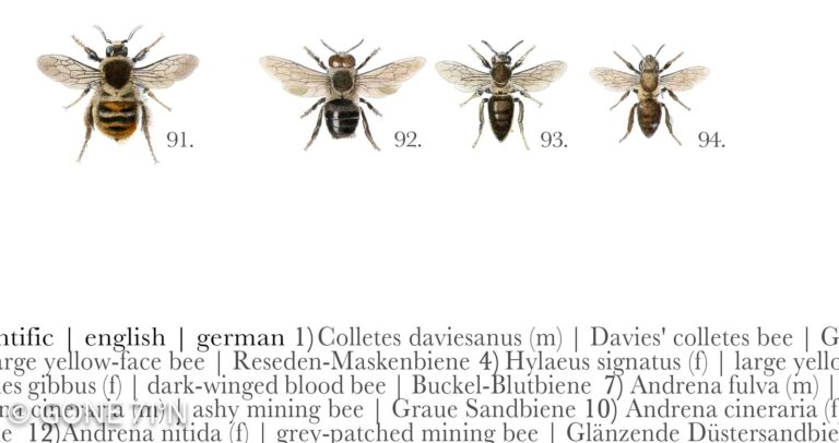 Apoidea poster | European bees | Europäische Bienen