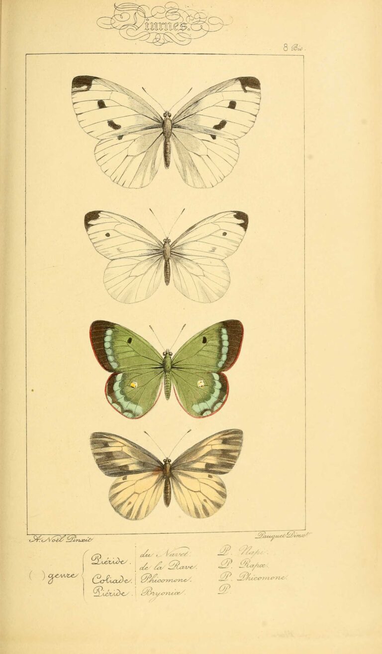 Historic butterfly illustration | lithography