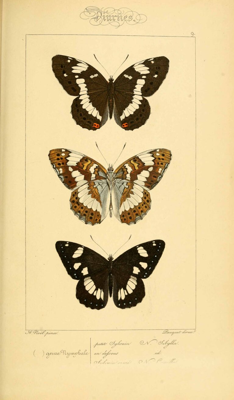 Historic butterfly illustration | lithography