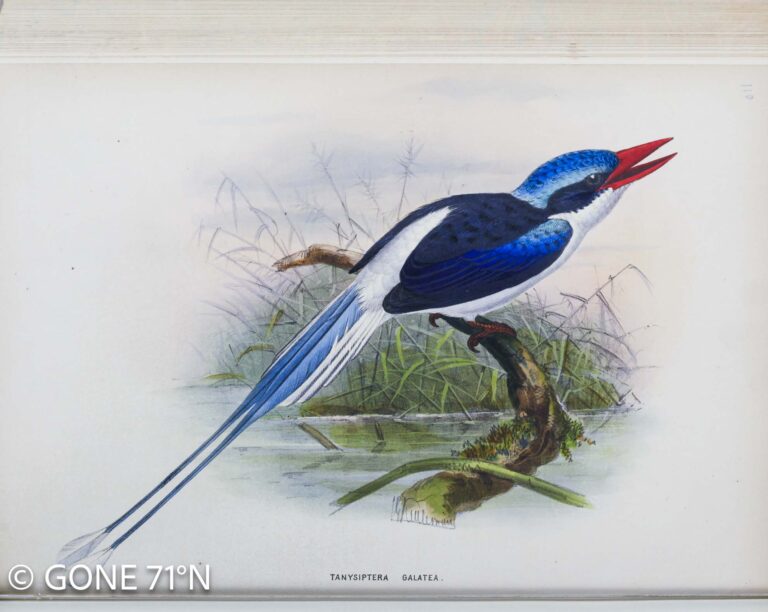 Original kingfisher lithography