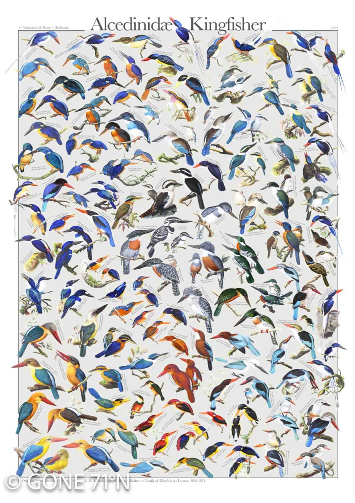 Kingfishers | Alcedinidae (digital poster)