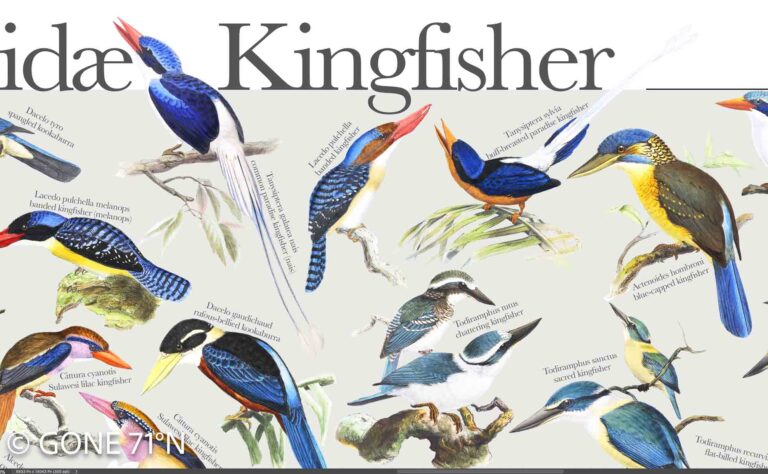 kingfisher poster detail
