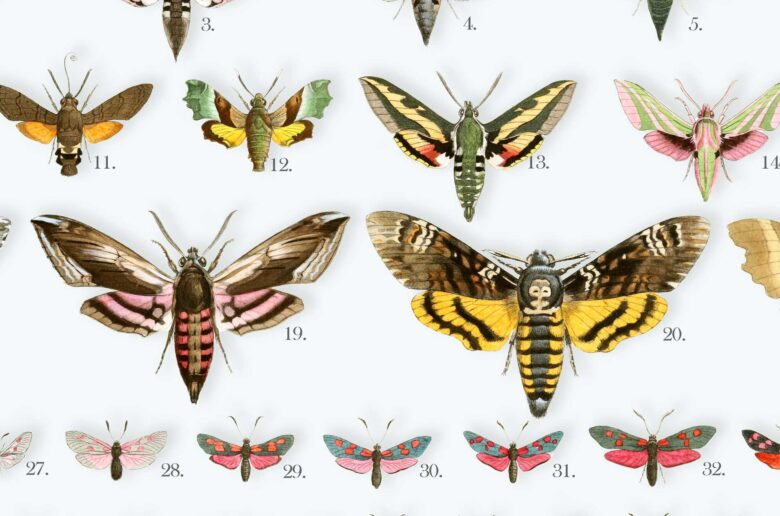 European moths poster | Lepidoptera Poster | Nachtfalter Poster | Poster details