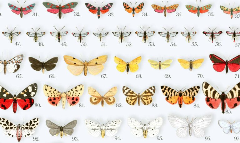 European moths poster | Lepidoptera Poster | Nachtfalter Poster | Poster details