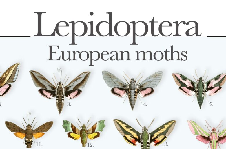 European moths poster | Lepidoptera Poster | Nachtfalter Poster | Poster details