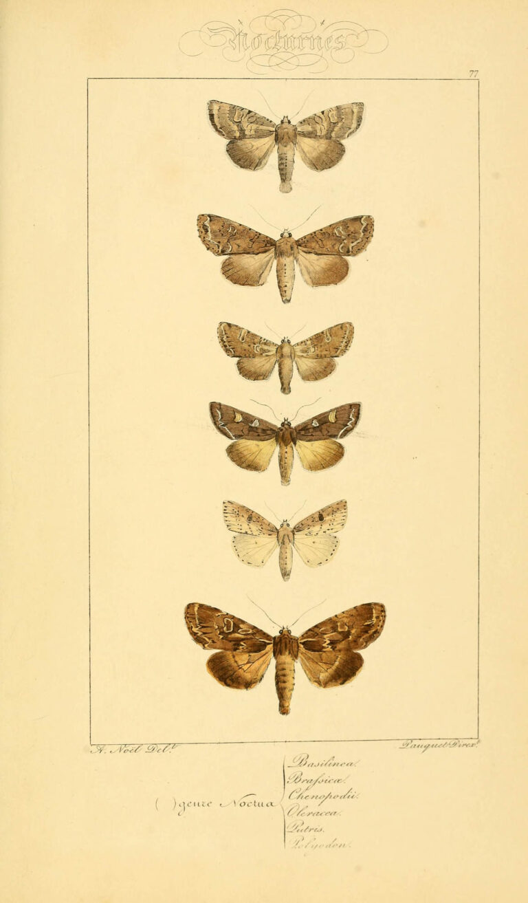 Original lithographic prints | moth poster