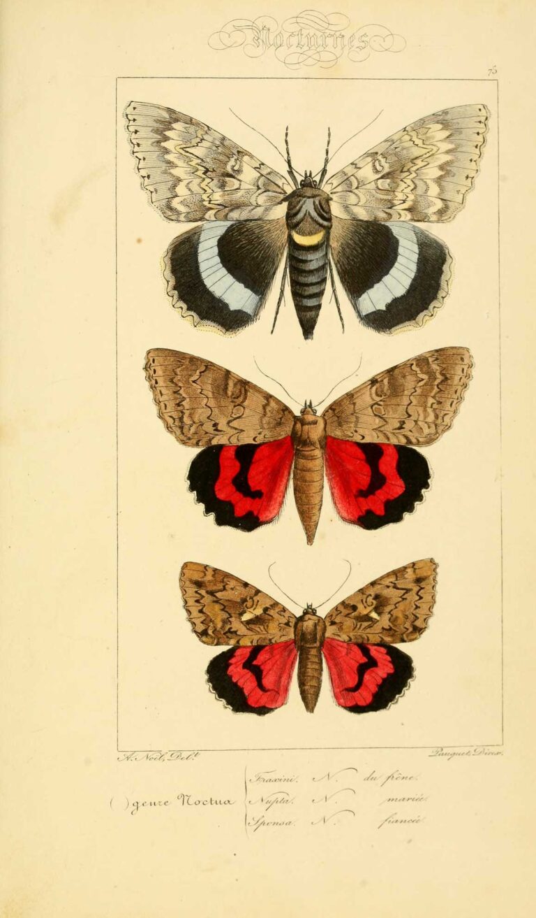 Original lithographic prints | moth poster