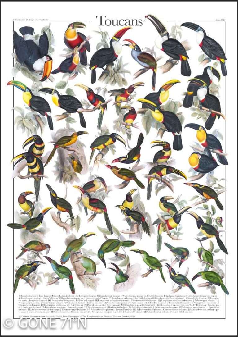 A digital poster displaying illustrated Toucans (Ramphastidae), showcasing their vibrant plumage and distinctive bills.